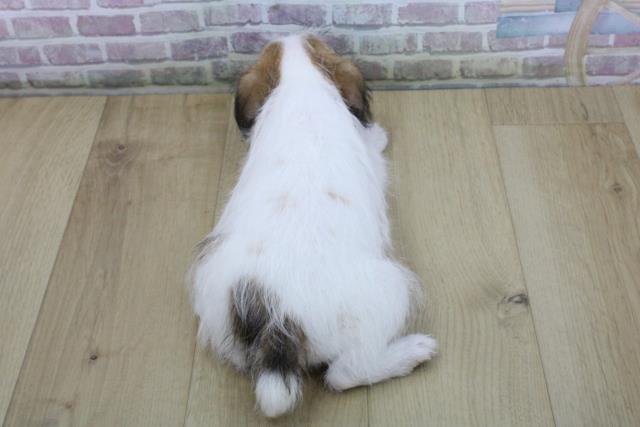 青森県のジャックラッセルテリア (Coo&RIKU八戸店/2025年10月15日生まれ/女の子/ホワイトタン)の子犬の4枚目の画像