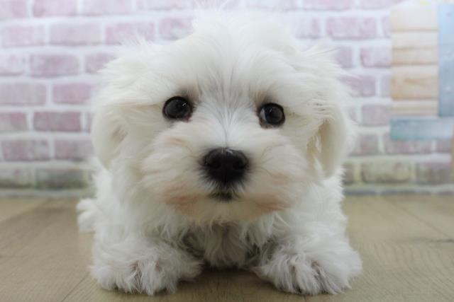 青森県のマルチーズ (Coo&RIKU八戸店/2025年10月16日生まれ/男の子/ホワイト)の子犬の1枚目の画像