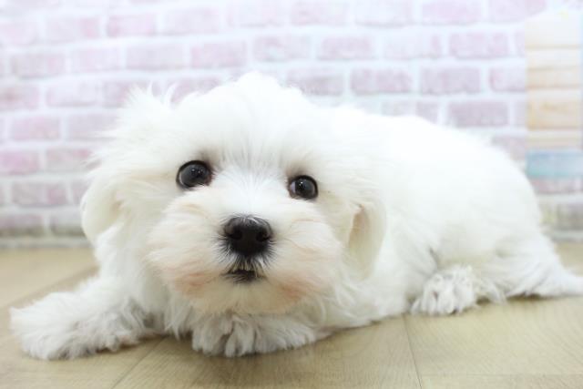 青森県のマルチーズ (Coo&RIKU八戸店/2025年10月16日生まれ/男の子/ホワイト)の子犬の2枚目の画像