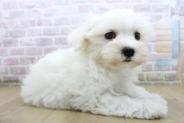 青森県のマルチーズ (Coo&RIKU八戸店/2025年10月16日生まれ/男の子/ホワイト)の子犬の3枚目の画像