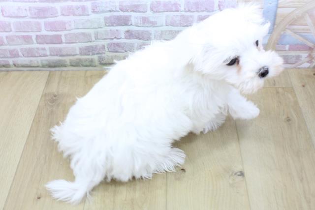 青森県のマルチーズ (Coo&RIKU八戸店/2025年10月16日生まれ/男の子/ホワイト)の子犬の4枚目の画像