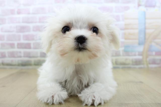 岩手県のマルチーズ (Coo&RIKU一関店/2025年10月16日生まれ/女の子/ホワイト)の子犬の1枚目の画像