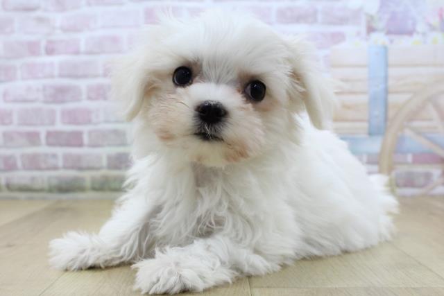 岩手県のマルチーズ (Coo&RIKU一関店/2025年10月16日生まれ/女の子/ホワイト)の子犬の2枚目の画像