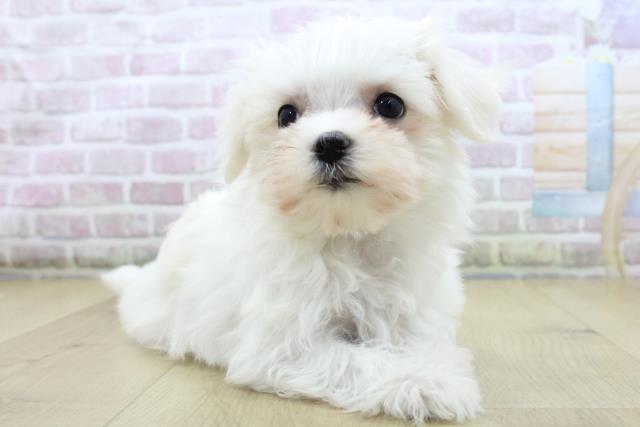 岩手県のマルチーズ (Coo&RIKU一関店/2025年10月16日生まれ/女の子/ホワイト)の子犬の3枚目の画像