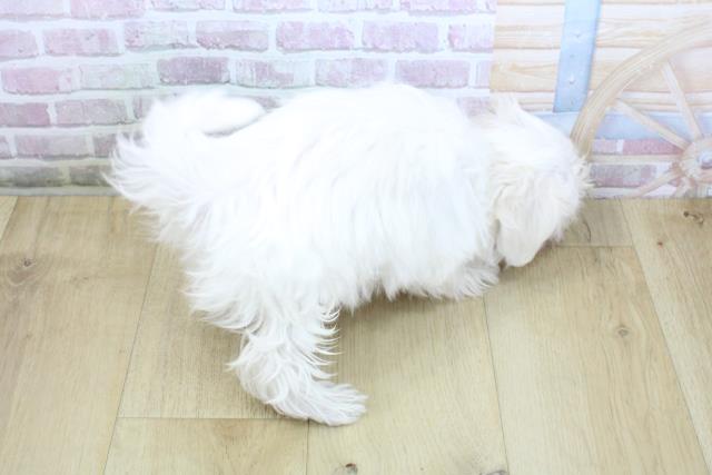 岩手県のマルチーズ (Coo&RIKU一関店/2025年10月16日生まれ/女の子/ホワイト)の子犬の4枚目の画像