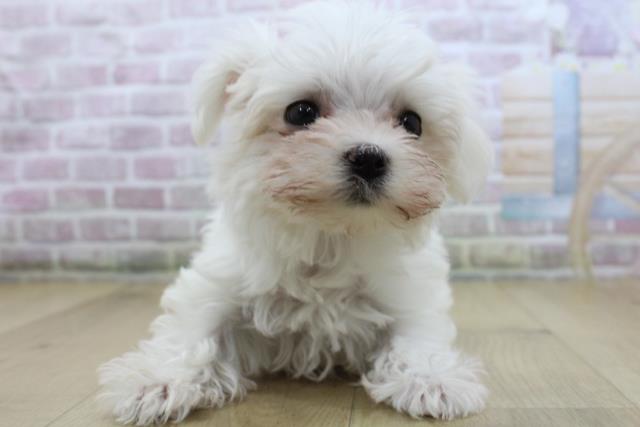 栃木県のマルチーズ (Coo&RIKU足利店/2025年10月16日生まれ/女の子/ホワイト)の子犬の1枚目の画像