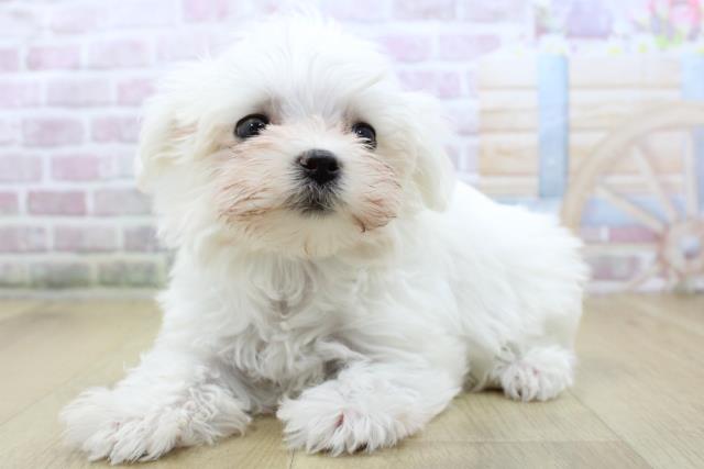 栃木県のマルチーズ (Coo&RIKU足利店/2025年10月16日生まれ/女の子/ホワイト)の子犬の2枚目の画像