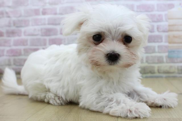 栃木県のマルチーズ (Coo&RIKU足利店/2025年10月16日生まれ/女の子/ホワイト)の子犬の3枚目の画像