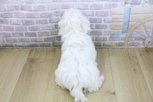 栃木県のマルチーズ (Coo&RIKU足利店/2025年10月16日生まれ/女の子/ホワイト)の子犬の4枚目の画像