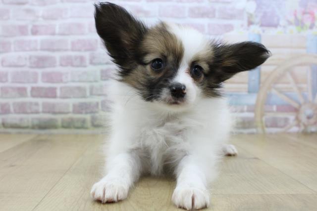 宮城県のパピヨン (Coo&RIKUイオンタウン古川店/2025年10月19日生まれ/女の子/ホワイトブラウン)の子犬の1枚目の画像