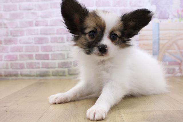 宮城県のパピヨン (Coo&RIKUイオンタウン古川店/2025年10月19日生まれ/女の子/ホワイトブラウン)の子犬の2枚目の画像