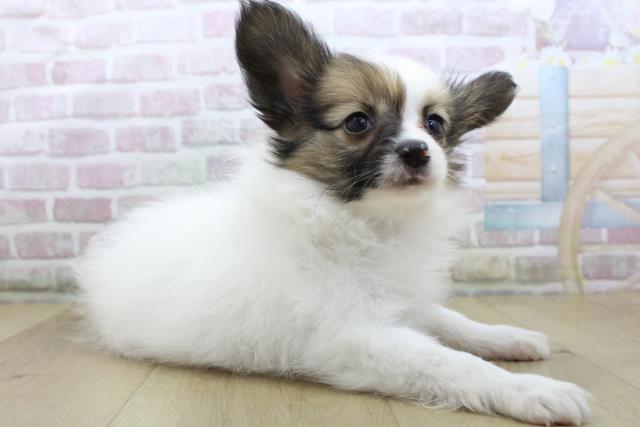 宮城県のパピヨン (Coo&RIKUイオンタウン古川店/2025年10月19日生まれ/女の子/ホワイトブラウン)の子犬の3枚目の画像