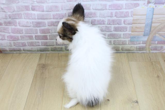 宮城県のパピヨン (Coo&RIKUイオンタウン古川店/2025年10月19日生まれ/女の子/ホワイトブラウン)の子犬の4枚目の画像