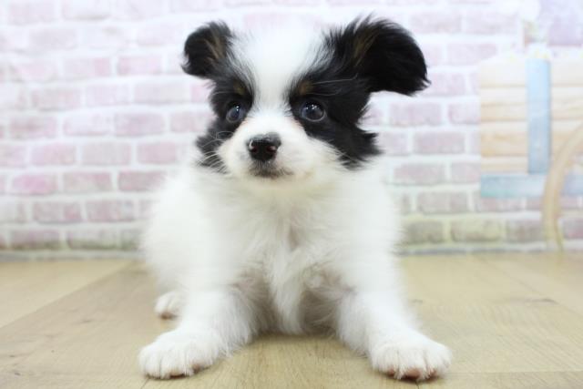 岩手県のパピヨン (Coo&RIKU一関店/2025年10月19日生まれ/女の子/トライカラー)の子犬の1枚目の画像