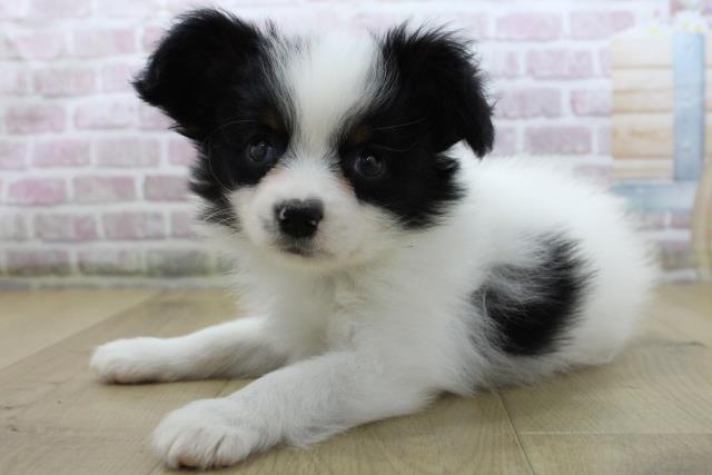 岩手県のパピヨン (Coo&RIKU一関店/2025年10月19日生まれ/女の子/トライカラー)の子犬の2枚目の画像