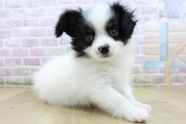 岩手県のパピヨン (Coo&RIKU一関店/2025年10月19日生まれ/女の子/トライカラー)の子犬の3枚目の画像