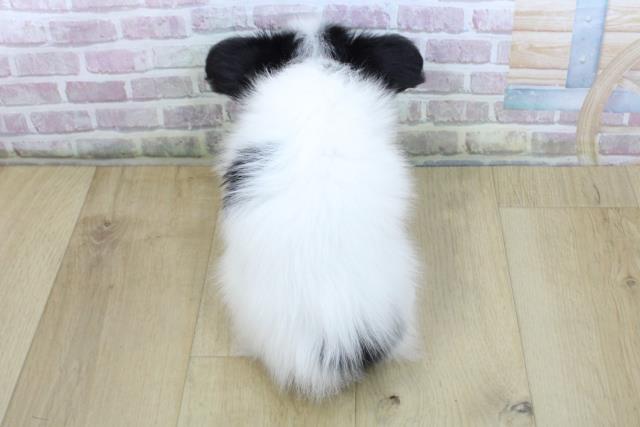 岩手県のパピヨン (Coo&RIKU一関店/2025年10月19日生まれ/女の子/トライカラー)の子犬の4枚目の画像