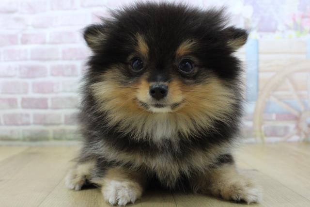 福島県のポメラニアン (Coo&RIKU郡山店/2025年10月2日生まれ/女の子/ブラックタン)の子犬の1枚目の画像