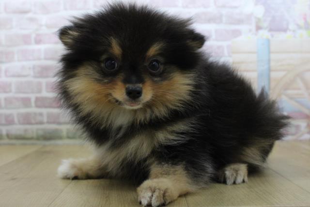 福島県のポメラニアン (Coo&RIKU郡山店/2025年10月2日生まれ/女の子/ブラックタン)の子犬の2枚目の画像