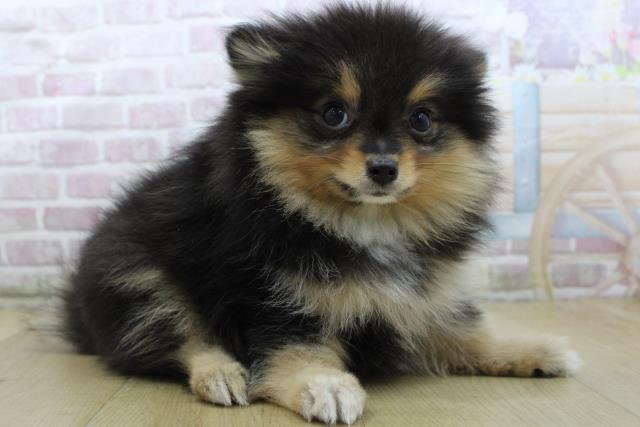 福島県のポメラニアン (Coo&RIKU郡山店/2025年10月2日生まれ/女の子/ブラックタン)の子犬の3枚目の画像