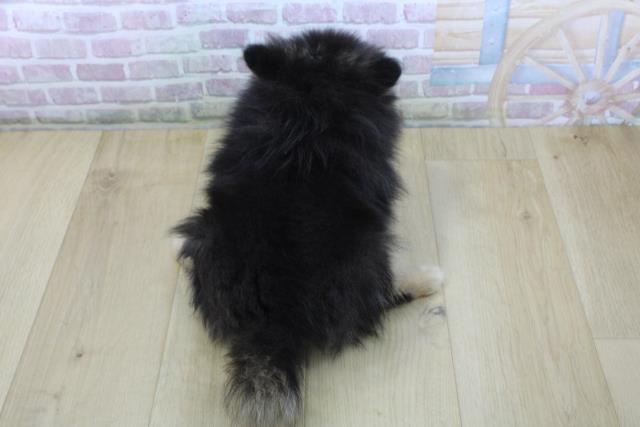 福島県のポメラニアン (Coo&RIKU郡山店/2025年10月2日生まれ/女の子/ブラックタン)の子犬の4枚目の画像