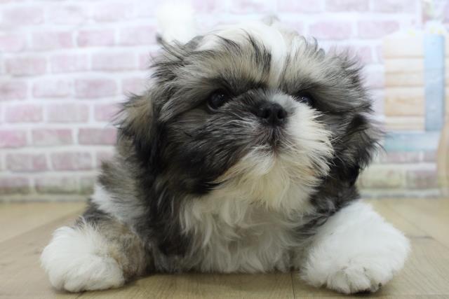 福島県のシーズー (Coo&RIKU郡山店/2025年10月8日生まれ/男の子/ゴールドホワイト)の子犬の1枚目の画像