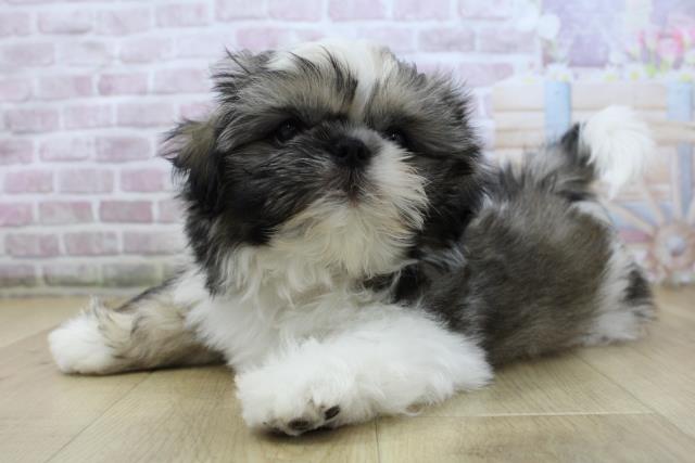 福島県のシーズー (Coo&RIKU郡山店/2025年10月8日生まれ/男の子/ゴールドホワイト)の子犬の2枚目の画像