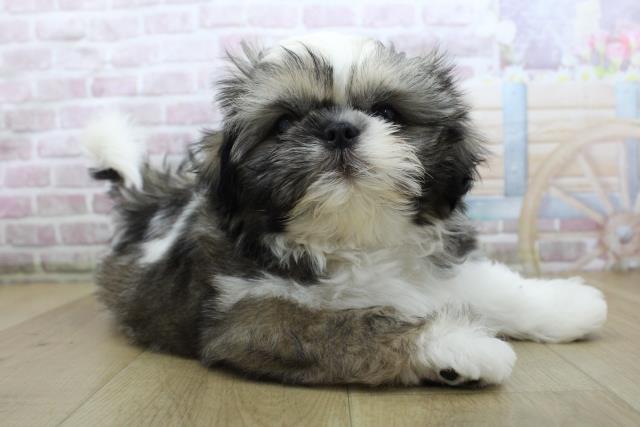 福島県のシーズー (Coo&RIKU郡山店/2025年10月8日生まれ/男の子/ゴールドホワイト)の子犬の3枚目の画像