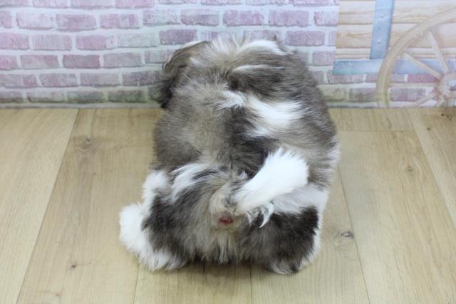 福島県のシーズー (Coo&RIKU郡山店/2025年10月8日生まれ/男の子/ゴールドホワイト)の子犬の4枚目の画像