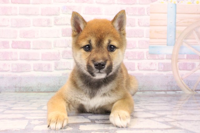 大阪府の豆柴 (Coo&RIKU松原店/2025年10月13日生まれ/女の子/赤)の子犬の1枚目の画像