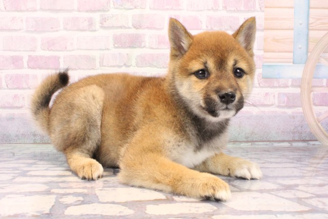 大阪府の豆柴 (Coo&RIKU松原店/2025年10月13日生まれ/女の子/赤)の子犬の2枚目の画像