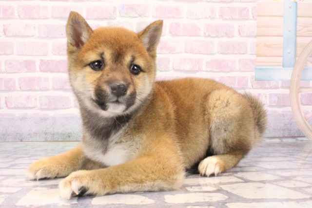 大阪府の豆柴 (Coo&RIKU松原店/2025年10月13日生まれ/女の子/赤)の子犬の3枚目の画像