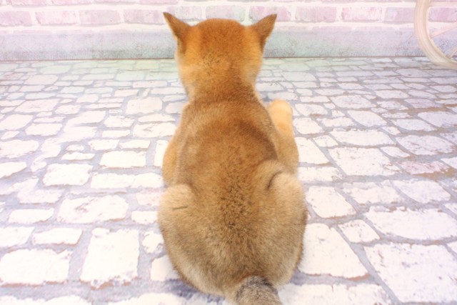 大阪府の豆柴 (Coo&RIKU松原店/2025年10月13日生まれ/女の子/赤)の子犬の4枚目の画像