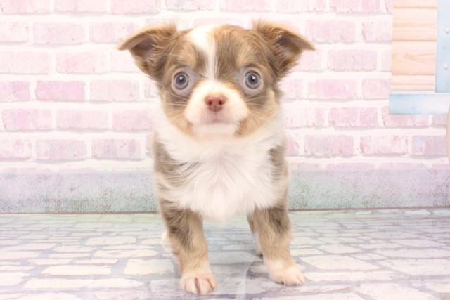 チワワ（ロングコート）