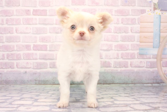 兵庫県のチワワ(ロング) (Coo&RIKU神戸東灘店/2025年10月11日生まれ/男の子/ホワイトクリーム)の子犬の1枚目の画像