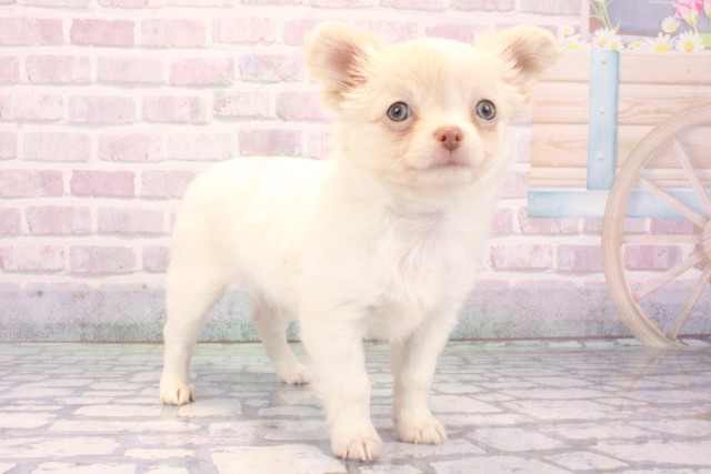 兵庫県のチワワ(ロング) (Coo&RIKU神戸東灘店/2025年10月11日生まれ/男の子/ホワイトクリーム)の子犬の2枚目の画像