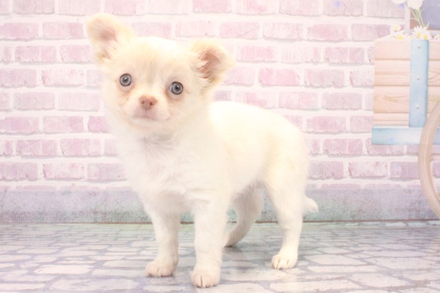 兵庫県のチワワ(ロング) (Coo&RIKU神戸東灘店/2025年10月11日生まれ/男の子/ホワイトクリーム)の子犬の3枚目の画像
