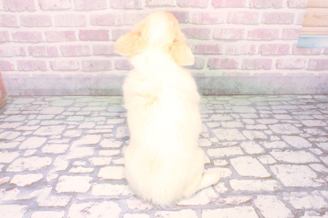 兵庫県のチワワ(ロング) (Coo&RIKU神戸東灘店/2025年10月11日生まれ/男の子/ホワイトクリーム)の子犬の4枚目の画像