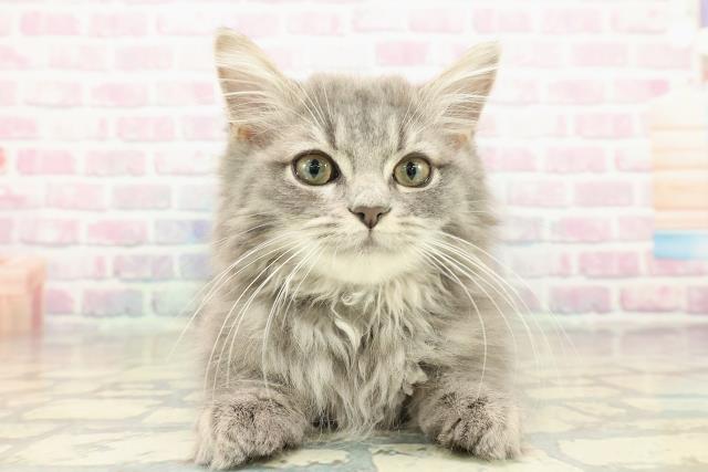 埼玉県のサイベリアン (Coo&RIKU岩槻店/2025年9月4日生まれ/男の子/ブルータビー)の子猫の1枚目の画像