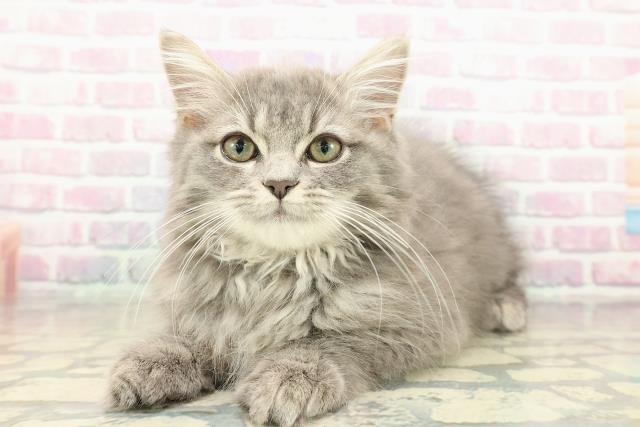 埼玉県のサイベリアン (Coo&RIKU岩槻店/2025年9月4日生まれ/男の子/ブルータビー)の子猫の2枚目の画像