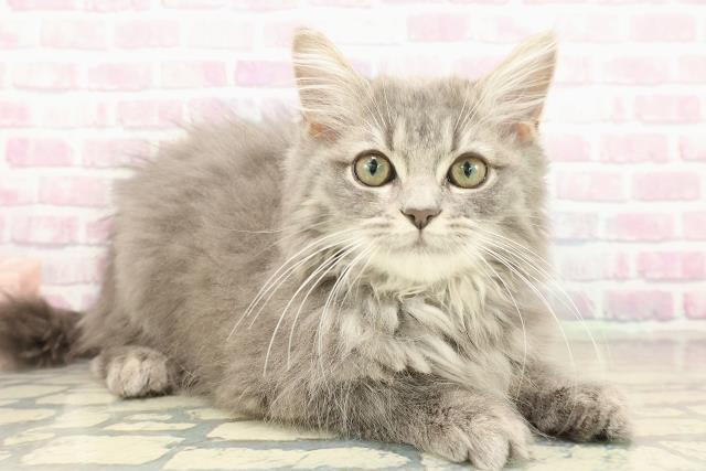 埼玉県のサイベリアン (Coo&RIKU岩槻店/2025年9月4日生まれ/男の子/ブルータビー)の子猫の3枚目の画像