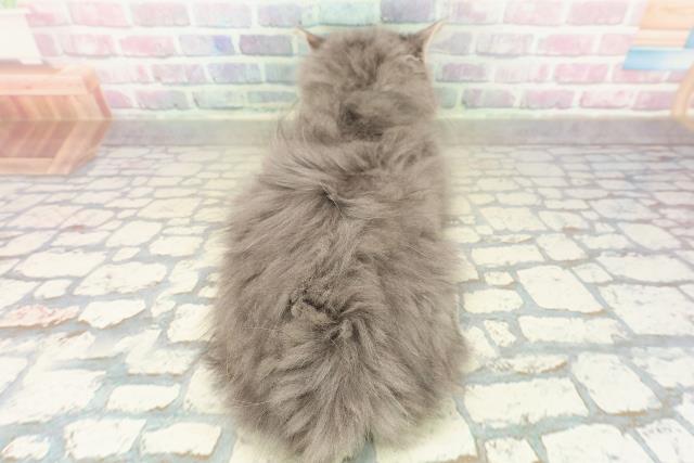 埼玉県のサイベリアン (Coo&RIKU岩槻店/2025年9月4日生まれ/男の子/ブルータビー)の子猫の4枚目の画像