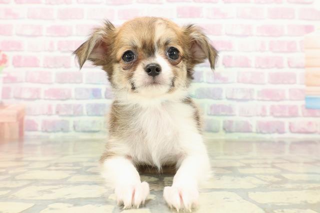 栃木県のチワワ(ロング) (Coo&RIKUFKDインターパーク店/2025年10月18日生まれ/男の子/レッドホワイト)の子犬の1枚目の画像