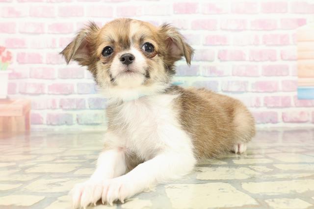 栃木県のチワワ(ロング) (Coo&RIKUFKDインターパーク店/2025年10月18日生まれ/男の子/レッドホワイト)の子犬の2枚目の画像