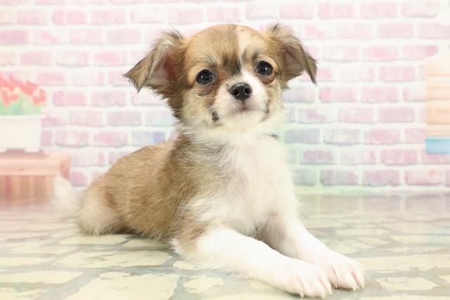 栃木県のチワワ(ロング) (Coo&RIKUFKDインターパーク店/2025年10月18日生まれ/男の子/レッドホワイト)の子犬の3枚目の画像