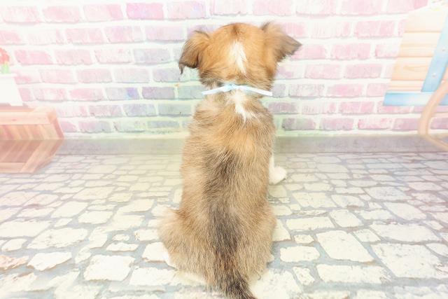 栃木県のチワワ(ロング) (Coo&RIKUFKDインターパーク店/2025年10月18日生まれ/男の子/レッドホワイト)の子犬の4枚目の画像