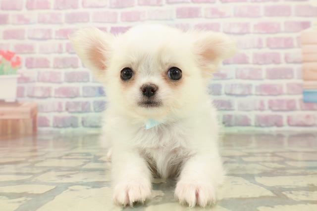 秋田県のチワワ(ロング) (Coo&RIKU秋田店/2025年10月18日生まれ/男の子/クリーム)の子犬の1枚目の画像