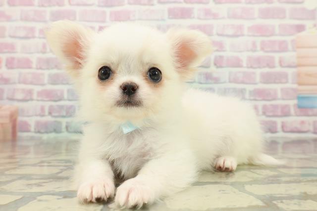 秋田県のチワワ(ロング) (Coo&RIKU秋田店/2025年10月18日生まれ/男の子/クリーム)の子犬の2枚目の画像