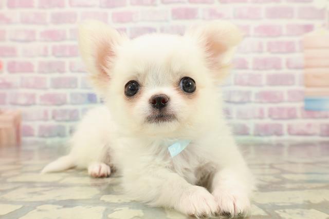 秋田県のチワワ(ロング) (Coo&RIKU秋田店/2025年10月18日生まれ/男の子/クリーム)の子犬の3枚目の画像