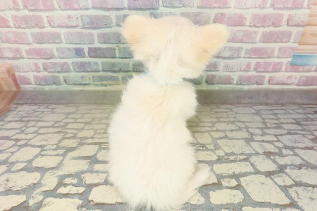 秋田県のチワワ(ロング) (Coo&RIKU秋田店/2025年10月18日生まれ/男の子/クリーム)の子犬の4枚目の画像